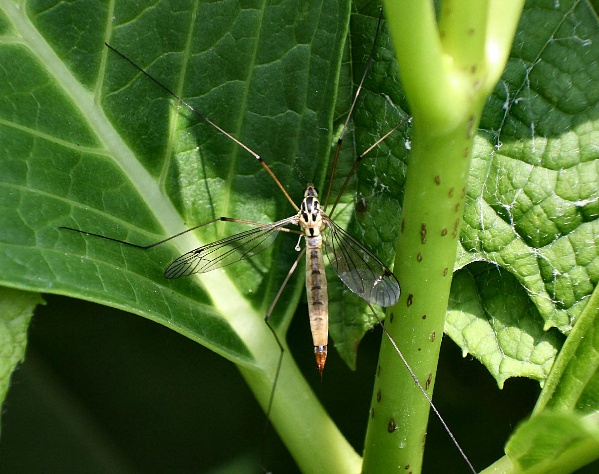 da identificare   - Tipula ?